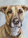 Dog Portrait